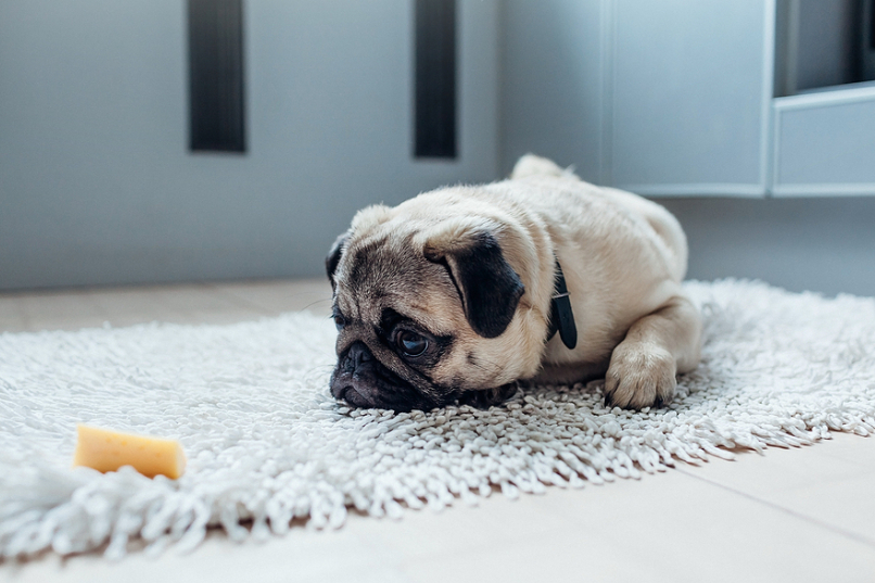 Mastering “Leave It”: How Trainers Teach Dogs Self-Control